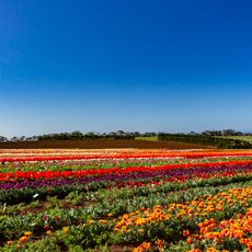 Wynyard Tulip Festival, Tasmania