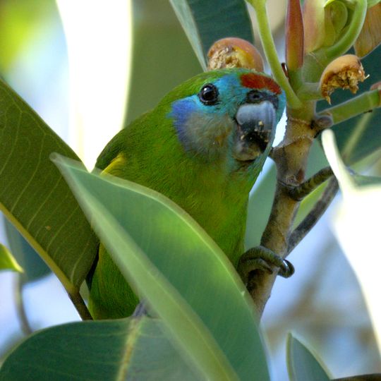 Macalister Range National Park