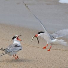 Nantucket National Wildlife Refuge