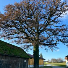 Stieleiche in Schmidham