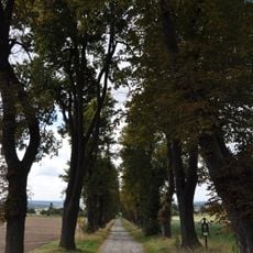 Alej ke dvoru Cinzndorf