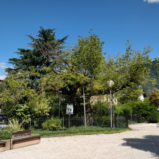 Eschen-Ahorn bei der Pfarrkirche Leifers