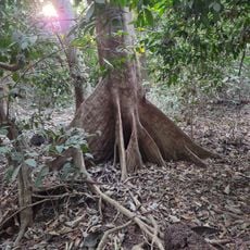 Conakry Botanical Garden