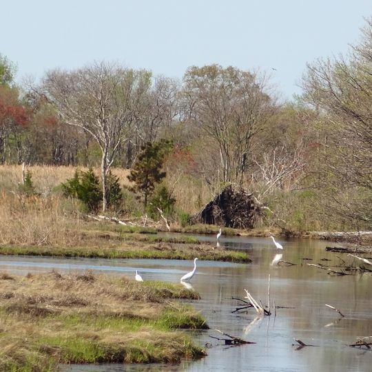 Manahawkin Bottomland Hardwood Forest