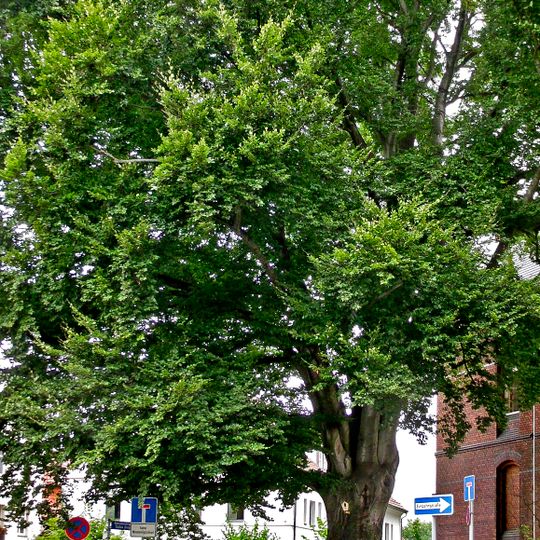 Naturdenkmal Buche-Rotbuche Gerichtsplatz/Ecke Gerichtsstraße in Mitte