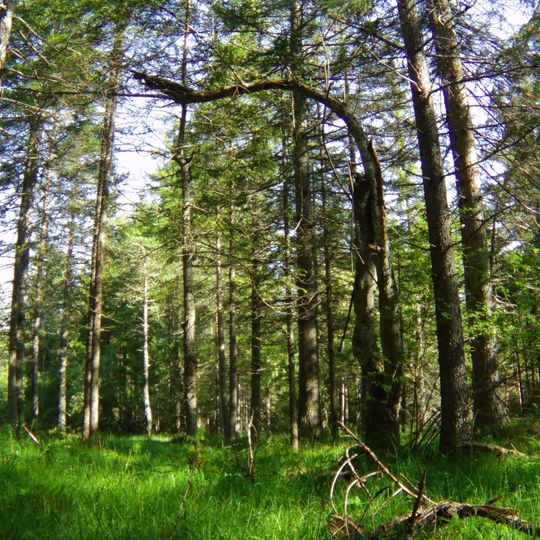 Biotopo Ontaneto della Rienza - Dobbiaco