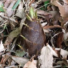 Jardin de Planbuisson