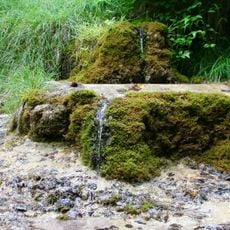 Sinterbildung im Paterzeller Eibenwald N von Paterzell