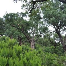 Mediterranean woodlands and forests