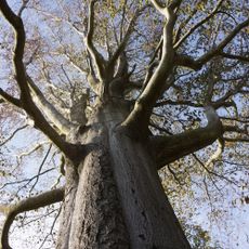 Buk na Vysoké u Chrastavy