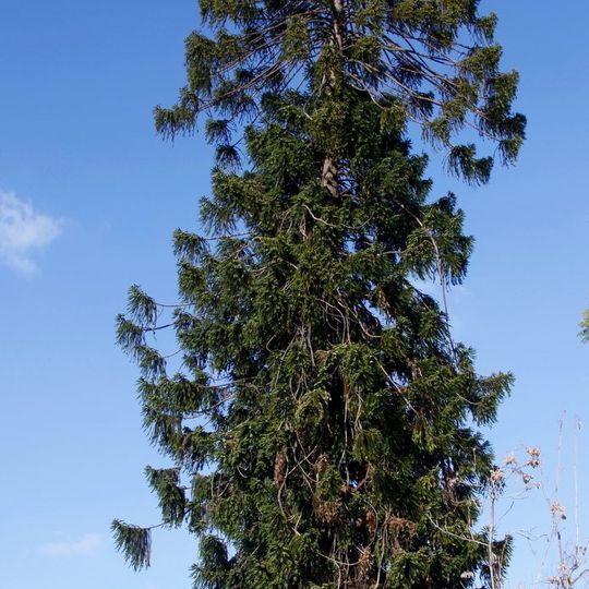 El Pino