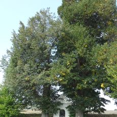 Lípy malolisté u kapličky