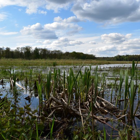 NSG Bachsystem des Wienbaches