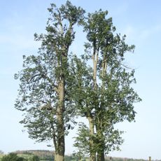 Group of lime trees near Vantiberk