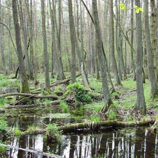 Kampinos Forest