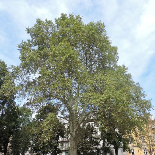 Platano di Piazza Cavour