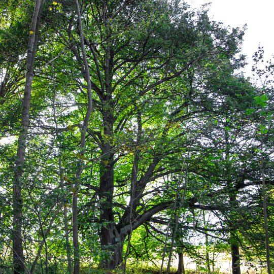 Lípa v Krásné u Kraslic