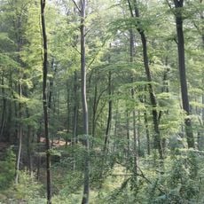 Forêt de Brotonne