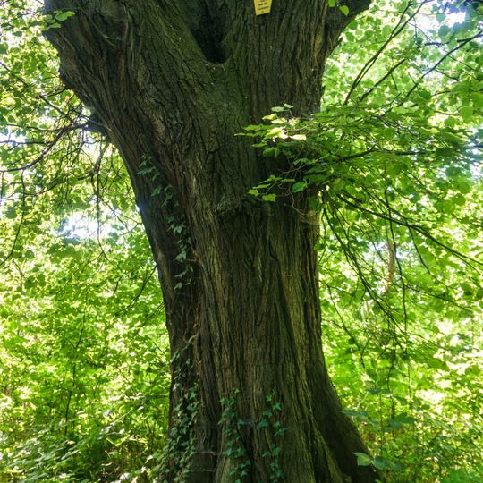 Tilia into Pfarrholz Weltewitz