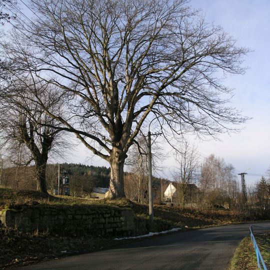 Javor klen v Mikulášovicích