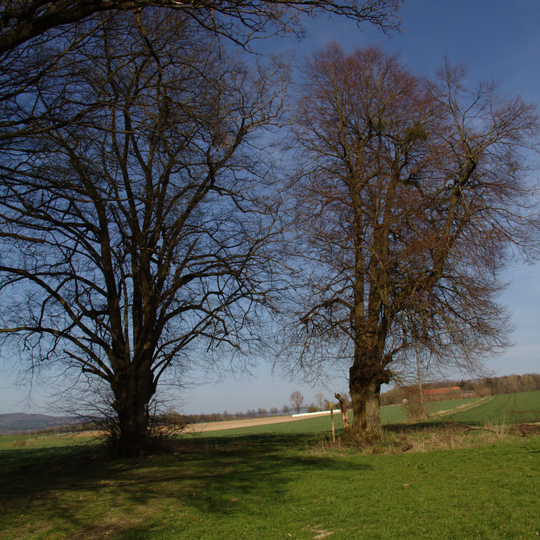Linden an der Zwiefalterschneise