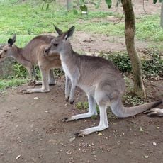 オオカンガルー