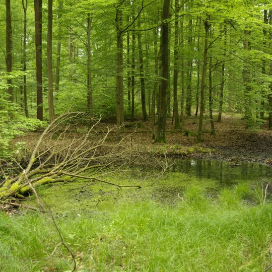 Der Hohe Buchene Wald im Ebracher Forst