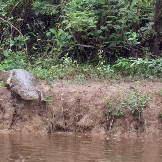 Municipal Protected Area Pampas of the Yacuma River