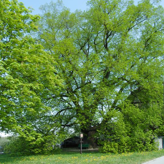 Václavská lípa, lípa hraniční