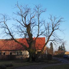 Naturdenkmal Schlosslinde von Klessen