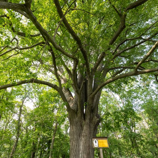 Kapellenlinde in Polkenberg