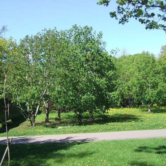 Sestroretsk armory garden