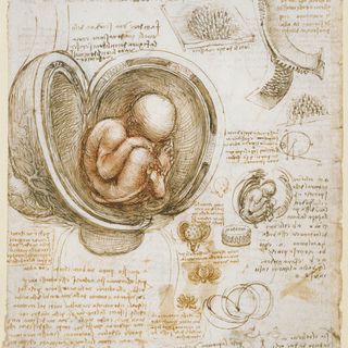 Études du fœtus dans l'utérus