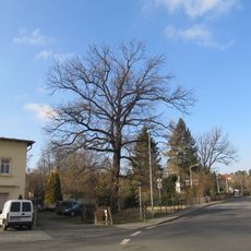 Bismarck oak Lockwitz