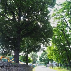 Linden am Augustusweg