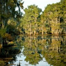 Lake Bistineau State Park