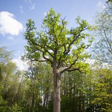 Eichen bei der Werndlkapelle