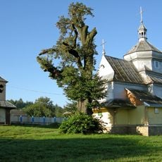 Tilia cordata in Tsvitova