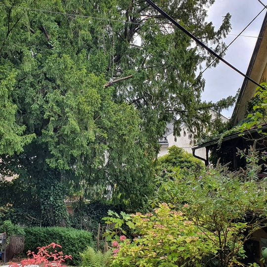 Eibe bei der Pfarrkirche von Ebensee