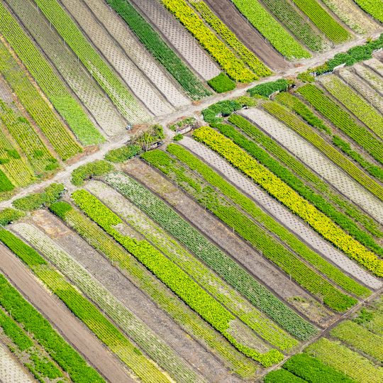Kyeemagh Market Gardens