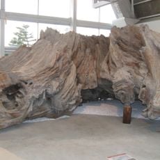 Uozu Buried Forest