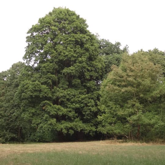 Skupina deseti dubů letních