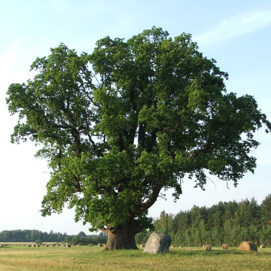 Ceipu Upurozols - kulta vieta