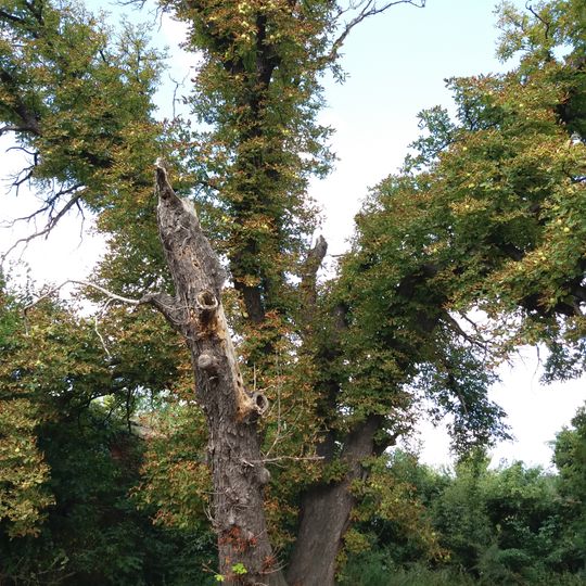 Horse-chestnut, Skliara Street, Onufriivka