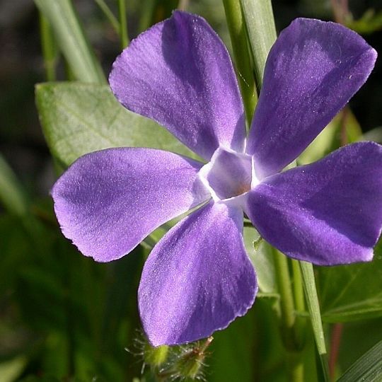 Orto botanico Pierre Fabre "La Michonne"