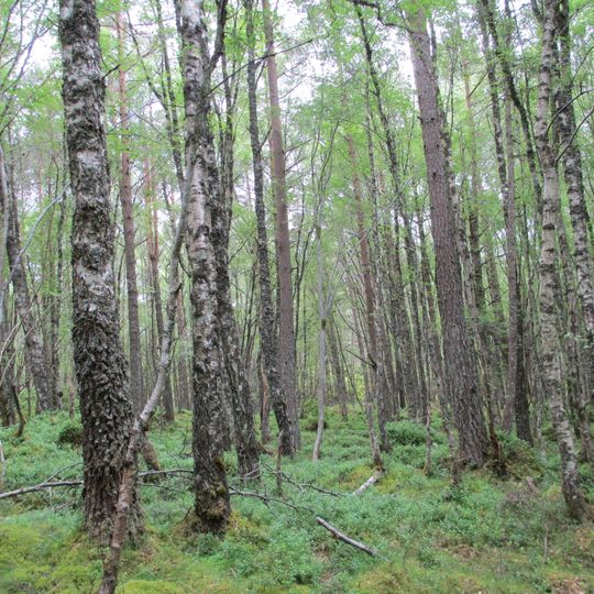 Black wood of Rannoch