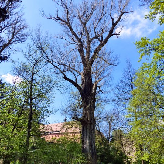 Schwarzpappel im Stadtpark