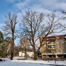 Naturdenkmal Stieleiche Am Topfmarkt in Frankfurt