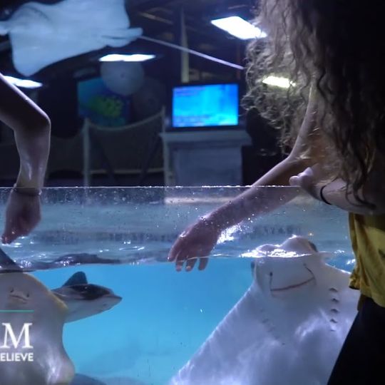 San Antonio Aquarium