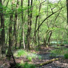 Erlenbruchwald beim Lichteler Landturm